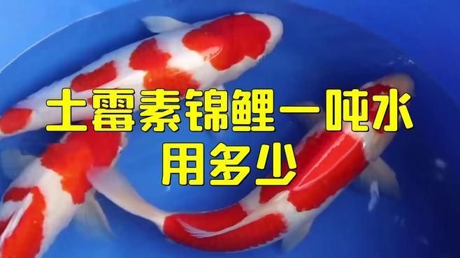 土霉素對錦鯉有副作用嗎？
