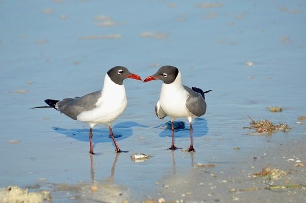 銀龍魚(yú)苗飼養(yǎng)密度標(biāo)準(zhǔn)：銀龍魚(yú)苗的飼養(yǎng)密度標(biāo)準(zhǔn)