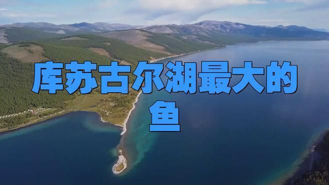 蒙古國十大名魚