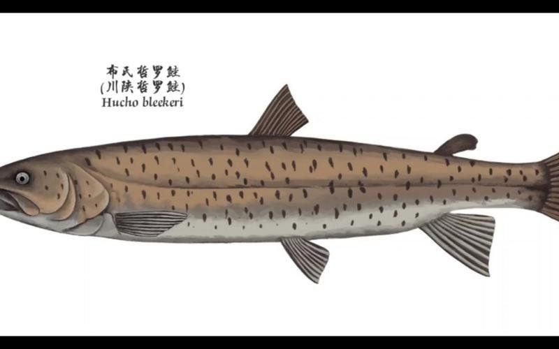 蒙古國十大名魚