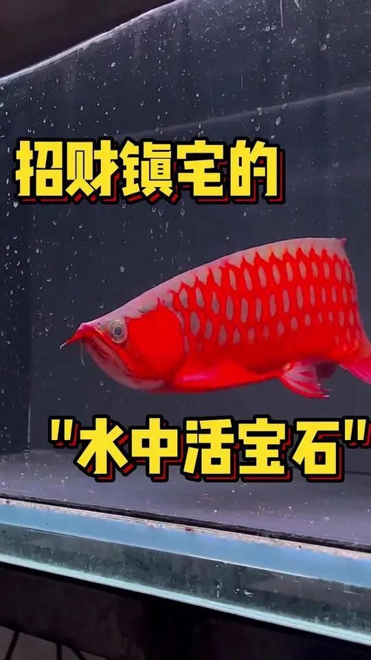 紫色水晶龍魚擺件價格如何？