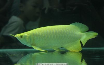 紅龍魚金龍魚銀龍魚（紅龍魚、金龍魚和銀龍魚各有什么特點）