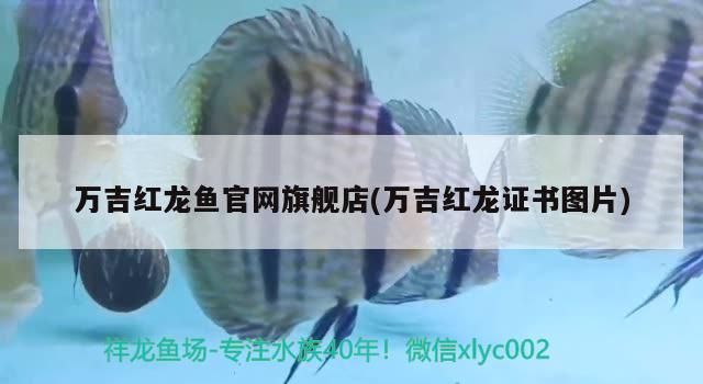 萬吉紅龍魚官網旗艦店(萬吉紅龍證書圖片)
