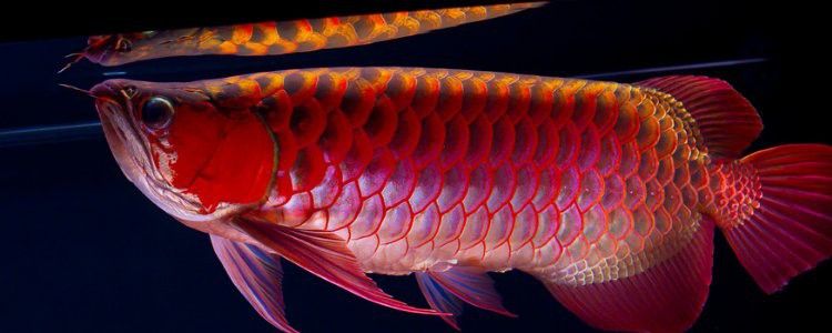 20公分銀龍魚一年長多大 20公分銀龍魚一年長多大 龍魚百科 第1張