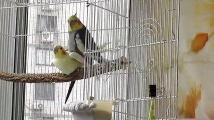 黃化銀龍苗最佳飼養(yǎng)環(huán)境：黃化銀龍苗水質管理技巧黃化銀龍苗水質管理技巧 黃化銀龍苗最佳飼養(yǎng)環(huán)境：黃化銀龍苗水質管理技巧黃化銀龍苗水質管理技巧 龍魚百科 第5張