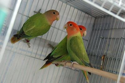 黃化銀龍苗最佳飼養(yǎng)環(huán)境：黃化銀龍苗水質管理技巧黃化銀龍苗水質管理技巧 黃化銀龍苗最佳飼養(yǎng)環(huán)境：黃化銀龍苗水質管理技巧黃化銀龍苗水質管理技巧 龍魚百科 第1張