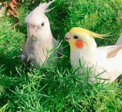 黃化銀龍苗最佳飼養(yǎng)環(huán)境：黃化銀龍苗水質管理技巧黃化銀龍苗水質管理技巧 黃化銀龍苗最佳飼養(yǎng)環(huán)境：黃化銀龍苗水質管理技巧黃化銀龍苗水質管理技巧 龍魚百科 第4張