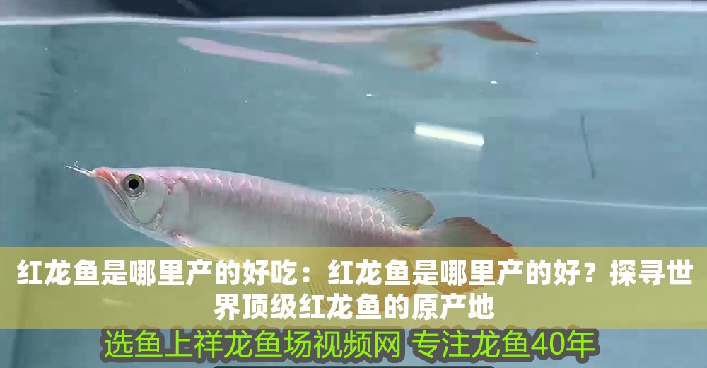 紅龍魚是哪里產的好吃：紅龍魚是哪里產的好？探尋世界頂級紅龍魚的原產地