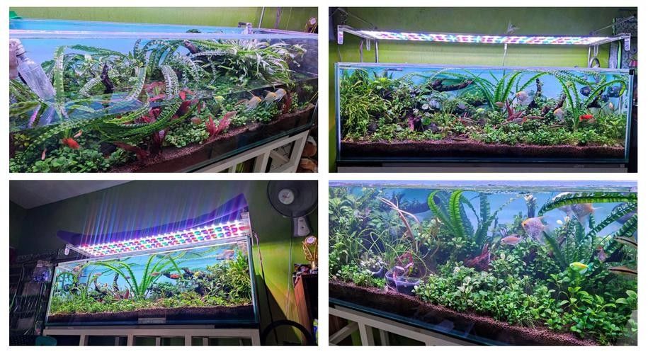 金龍魚魚缸造景教程圖 金龍魚魚缸造景教程圖 龍魚百科 第30張