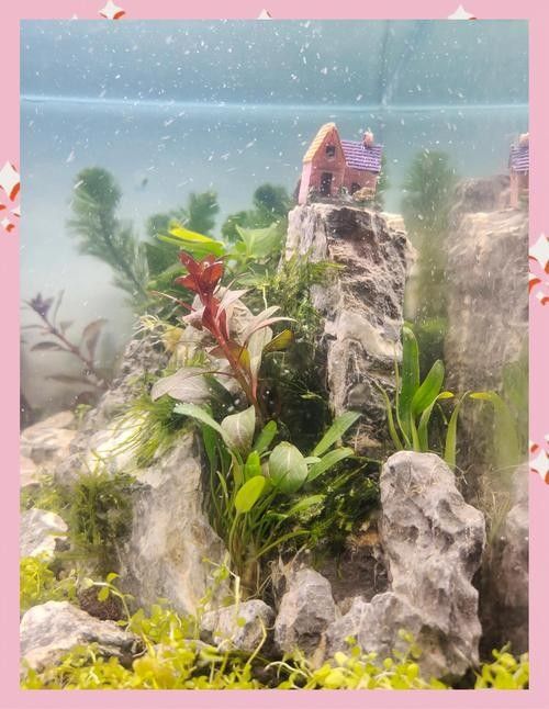 金龍魚魚缸造景教程圖 金龍魚魚缸造景教程圖 龍魚百科 第35張