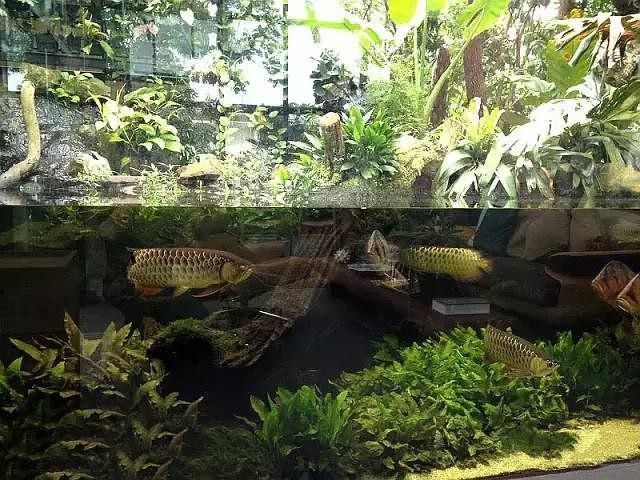 金龍魚魚缸造景教程圖 金龍魚魚缸造景教程圖 龍魚百科 第33張