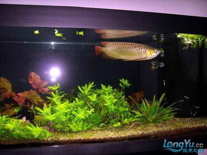 金龍魚魚缸造景教程圖 金龍魚魚缸造景教程圖 龍魚百科 第40張