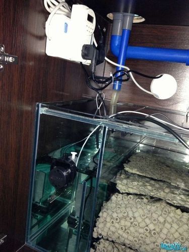 金龍魚魚缸造景教程圖 金龍魚魚缸造景教程圖 龍魚百科 第42張