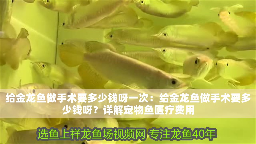 給金龍魚做手術要多少錢呀一次：給金龍魚做手術要多少錢呀？詳解寵物魚醫療費用
