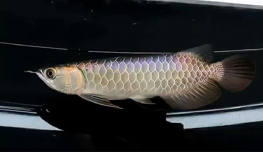 有哪些著名的藍底過背金龍品種? 龍魚百科 第7張 有哪些著名的藍底過背金龍品種? 有哪些著名的藍底過背金龍品種? 龍魚百科 第7張