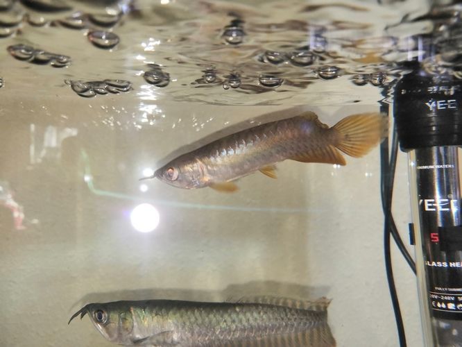 金龍魚尾巴長紅點是什么病癥：金龍魚尾巴上長紅點是什么病癥