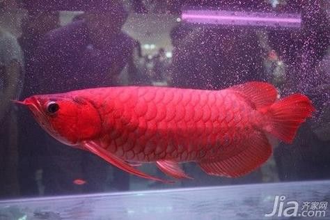 推薦幾家信譽良好的紅龍魚漁場 推薦幾家信譽良好的紅龍魚漁場 龍魚百科 第2張