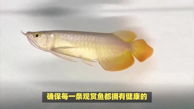 推薦幾家信譽良好的紅龍魚漁場 推薦幾家信譽良好的紅龍魚漁場 龍魚百科 第8張