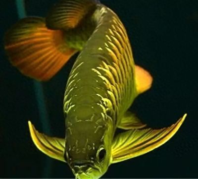 龍魚胸鰭黑色（龍魚胸鰭出現(xiàn)黑色是什么原因引起的？）