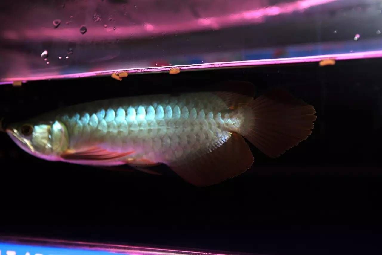 龍魚胸鰭黑色（龍魚胸鰭出現(xiàn)黑色是什么原因引起的？）