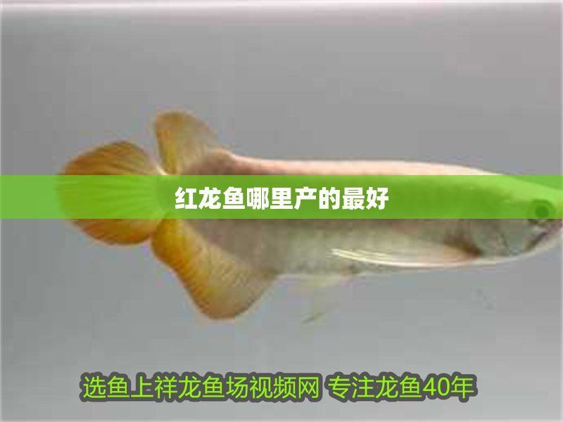 印尼龍魚產地排名