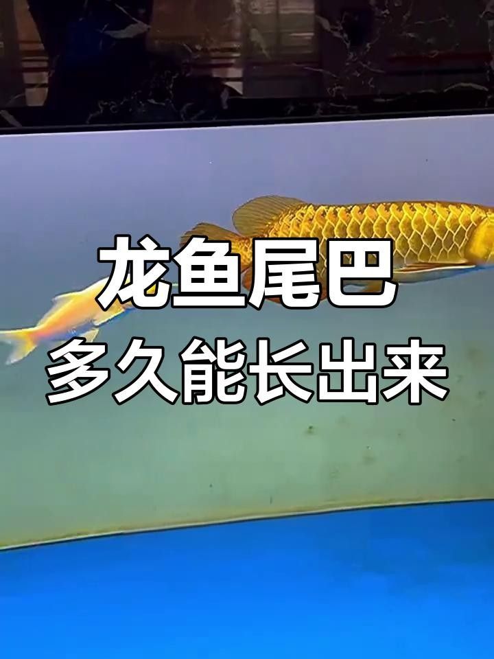龍魚爛尾初期多久能恢復？