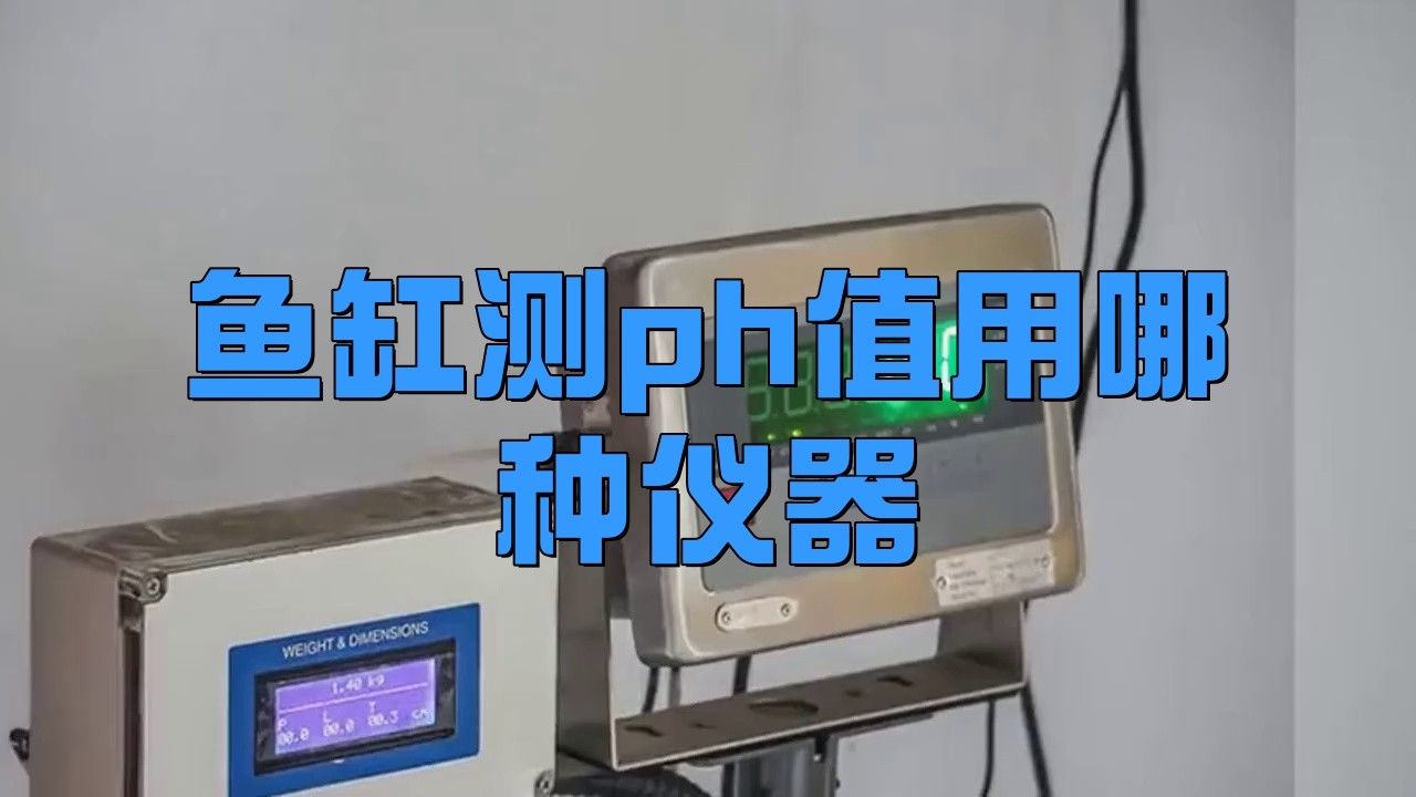 如何保持藍底金龍魚的水質清潔？ 如何保持藍底金龍魚的水質清潔？ 龍魚百科 第8張