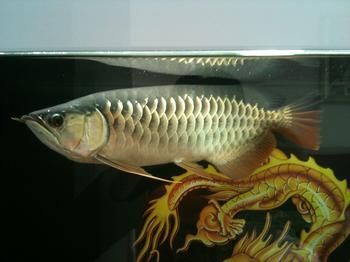 龍魚鑒定中心（如何選擇龍魚鑒定中心）