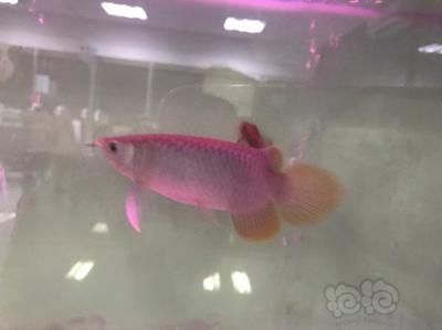 龍魚鑒定中心（如何選擇龍魚鑒定中心）