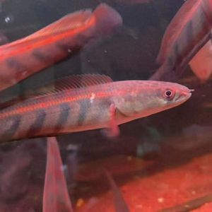 紅龍魚(yú)苗是什么顏色（紅龍魚(yú)的顏色變化）