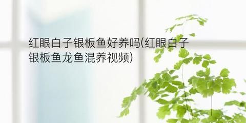 白子銀板魚和龍魚混養（白子銀板魚與龍魚混養時需要注意以下幾點：物種,體長,） 白子銀板魚和龍魚混養（白子銀板魚與龍魚混養時需要注意以下幾點：物種,體長,） 龍魚百科 第1張