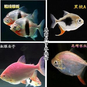 白子銀板魚和龍魚混養（白子銀板魚與龍魚混養時需要注意以下幾點：物種,體長,） 白子銀板魚和龍魚混養（白子銀板魚與龍魚混養時需要注意以下幾點：物種,體長,） 龍魚百科 第2張
