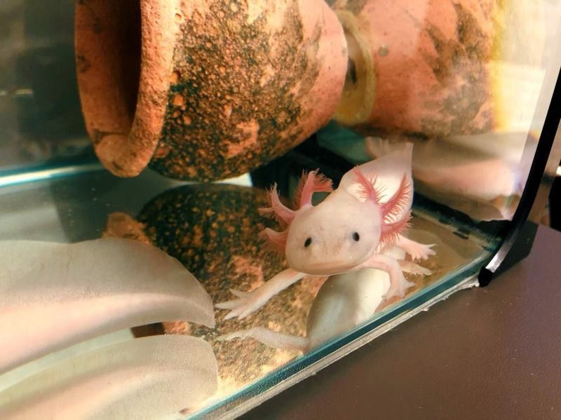 六角恐龍魚最長多久不喂