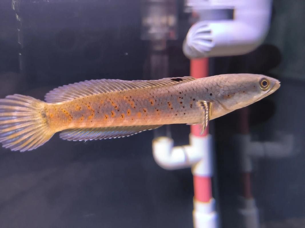 幻藍雷龍魚和幻紅區別