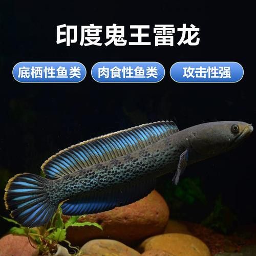 幻藍雷龍魚和幻紅區別
