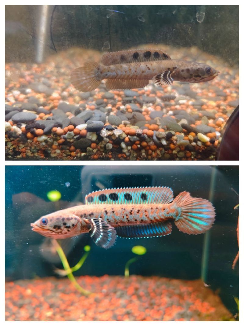 幻藍雷龍魚和幻紅區別
