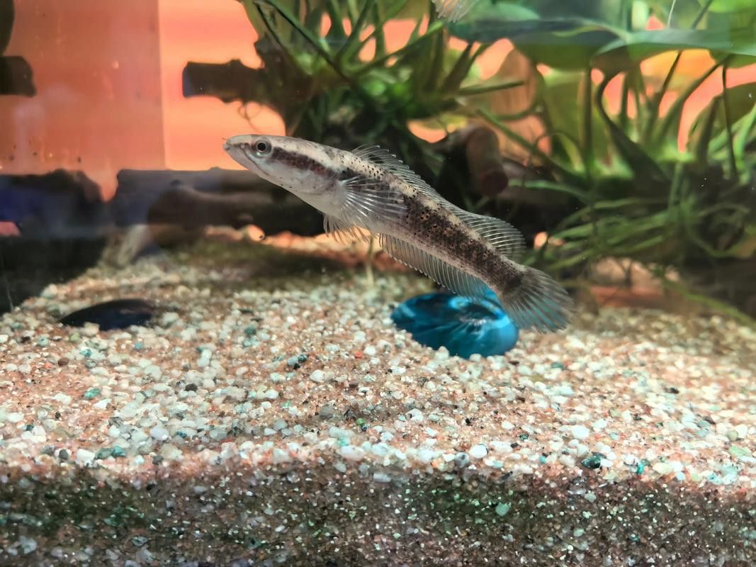 幻藍雷龍魚和幻紅區別