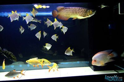 龍魚小苗：關于龍魚小苗養殖的一些關鍵信息 龍魚小苗：關于龍魚小苗養殖的一些關鍵信息 龍魚百科