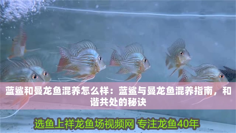 藍鯊和曼龍魚混養怎么樣：藍鯊與曼龍魚混養指南，和諧共處的秘訣