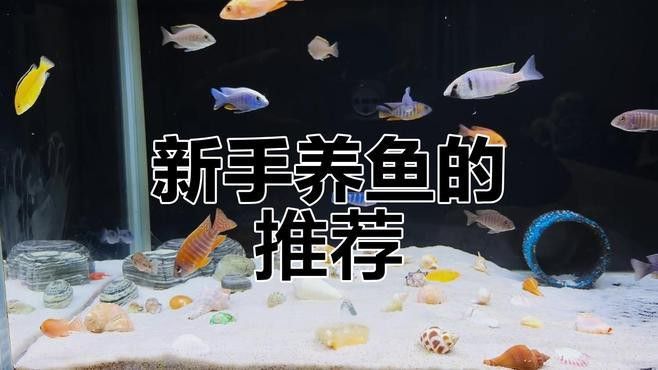 推薦一些適合新手混養的魚種