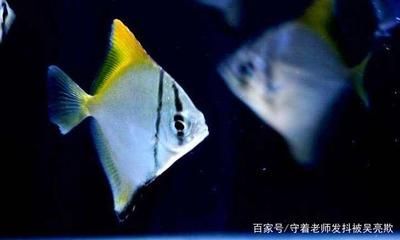 黃鰭鯧魚能和龍魚混養嗎：黃鰭鯧魚和龍魚可以混養嗎黃鰭鯧魚可以混養嗎