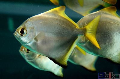 黃鰭鯧魚能和龍魚混養嗎：黃鰭鯧魚和龍魚可以混養嗎黃鰭鯧魚可以混養嗎