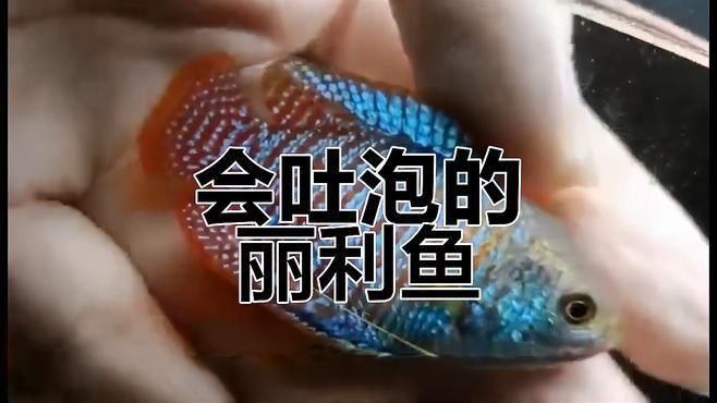 麗麗魚種類
