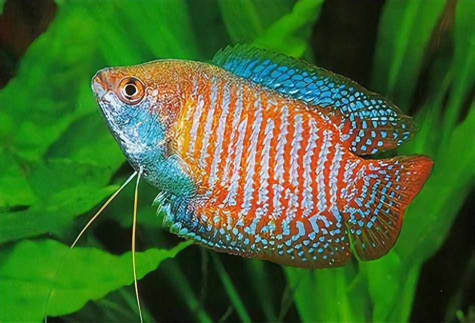 麗麗魚種類