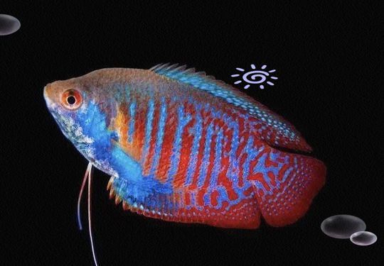 麗麗魚種類