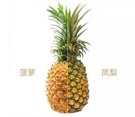 龍魚和菠蘿混養(yǎng)：龍魚和菠蘿魚混養(yǎng)繁殖技巧龍魚菠蘿魚混養(yǎng)繁殖技巧