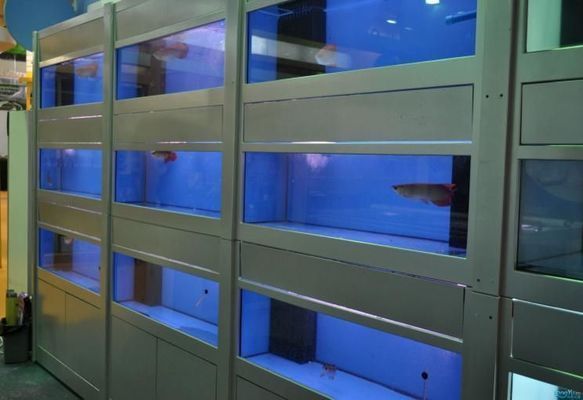 廣州龍魚網站批發市場地址，廣州龍魚批發市場