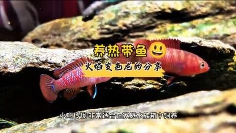 火焰變色龍如何飼養？ 火焰變色龍如何飼養？ 龍魚百科 第1張