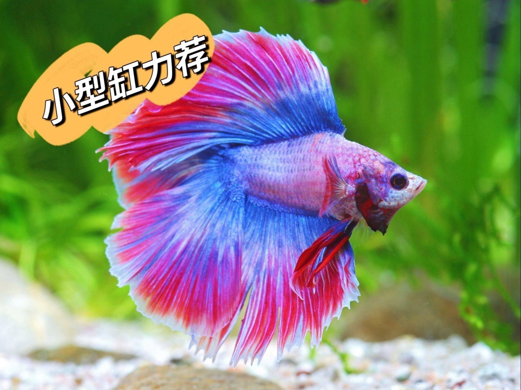 火焰變色龍如何飼養？ 火焰變色龍如何飼養？ 龍魚百科 第3張
