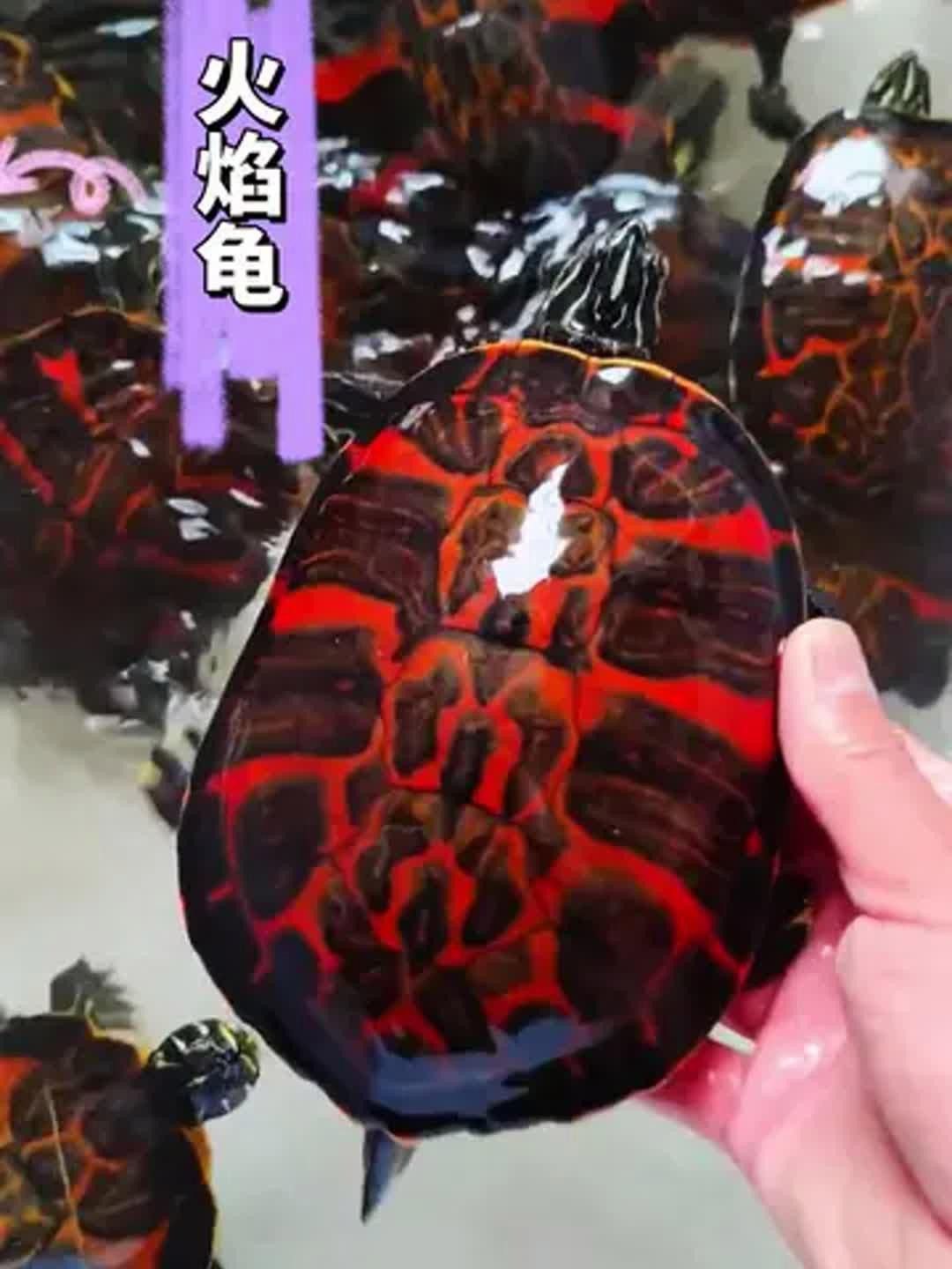 火焰變色龍如何飼養？ 火焰變色龍如何飼養？ 龍魚百科 第6張